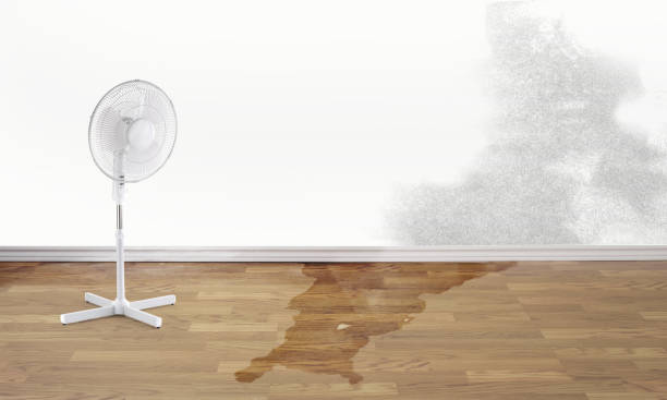 Best Flood damage cleanup  in Jal, NM